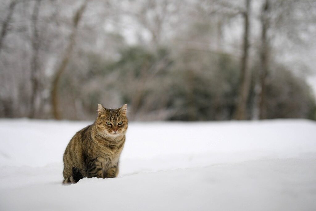 what to do when a cat has a cold