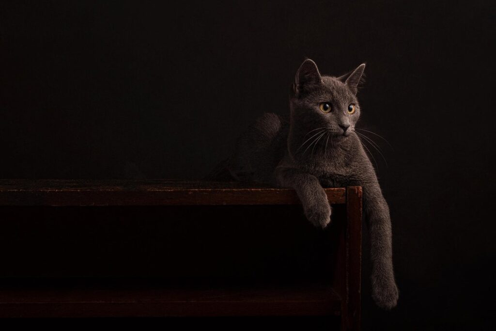 elegant cat furniture
