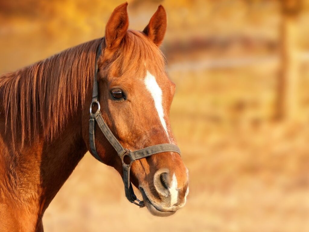 equine wood pellet bedding for cat litter