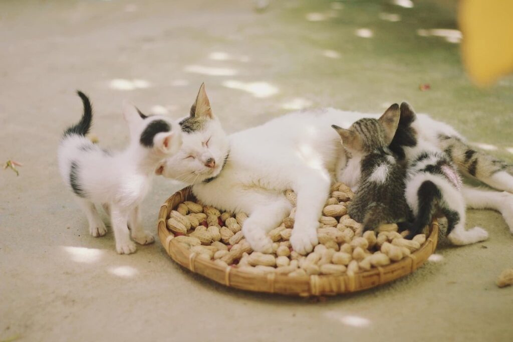feline bonding