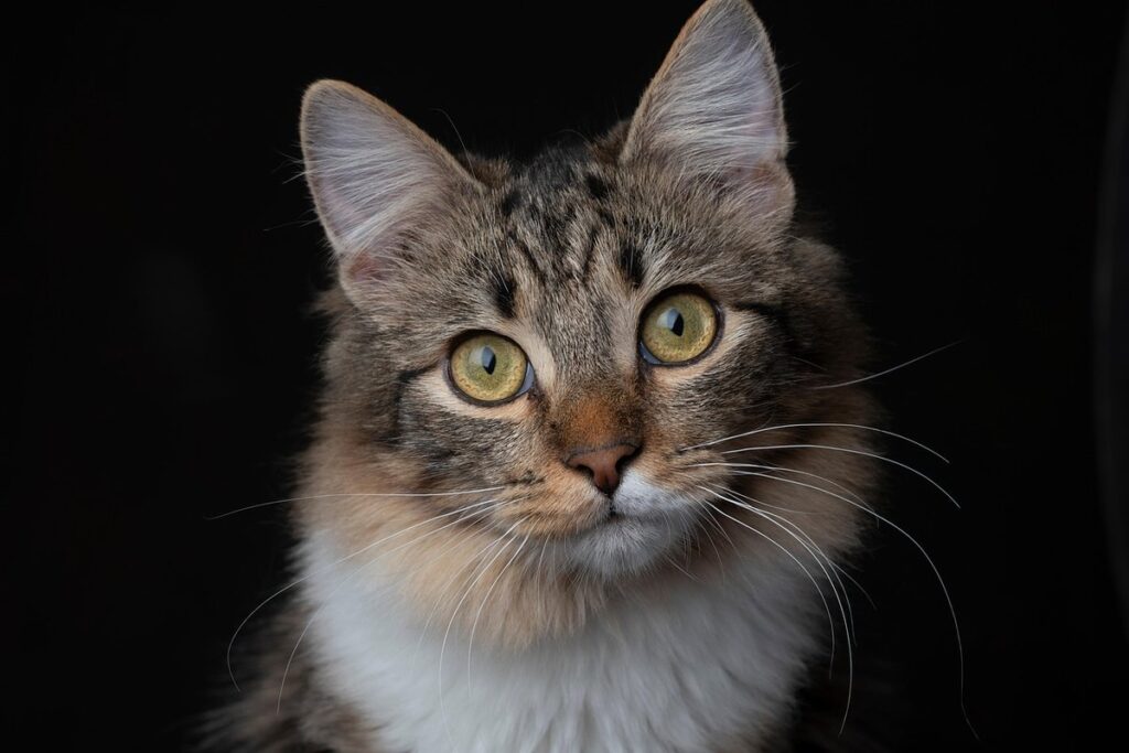 feline domestication