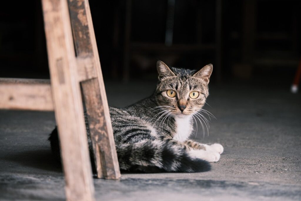 feline indoor behavior