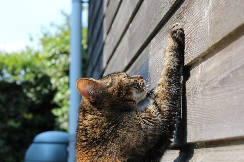 feline scratching