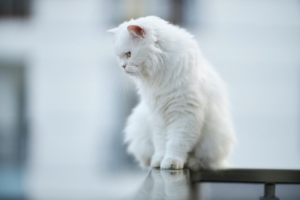 high fiving cat