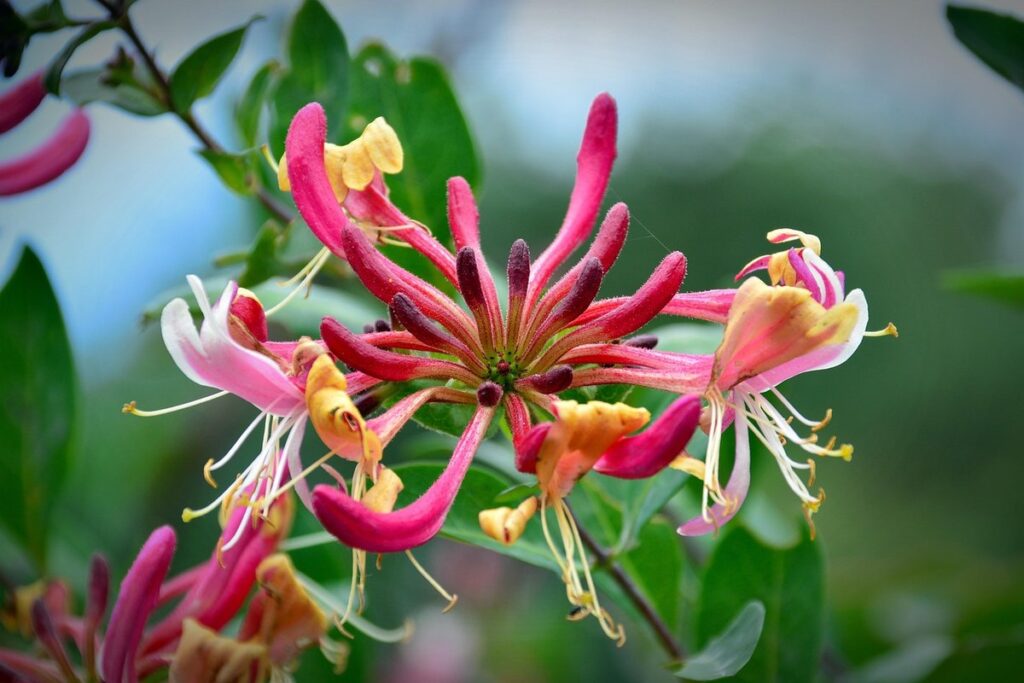 honeysuckle for cats