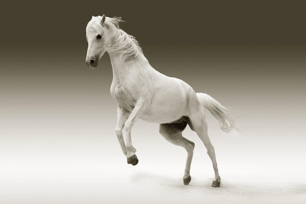 horse bedding for cat litter