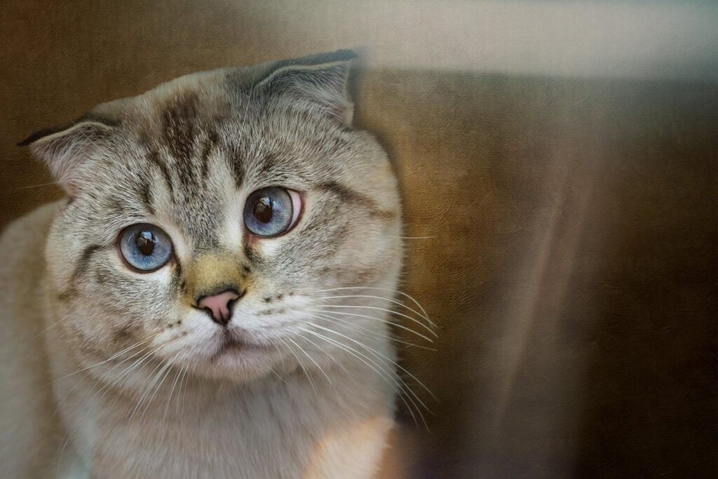 Scottish Fold ear care